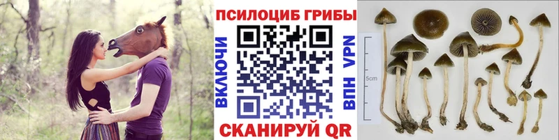 Псилоцибиновые грибы мухоморы  Катайск 
